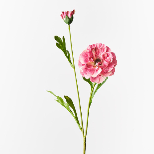 Ranunculus Spray Fuchsia 60cml #FI10403FU - Each (Upkgd.)