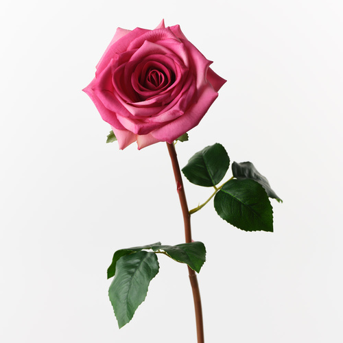 Fresh Touch Rose Olivia Fuschia 72cml #FI10808FU - Each