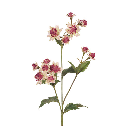 Astrantia Spray Pink Green 49cml #FI6834PG - Each