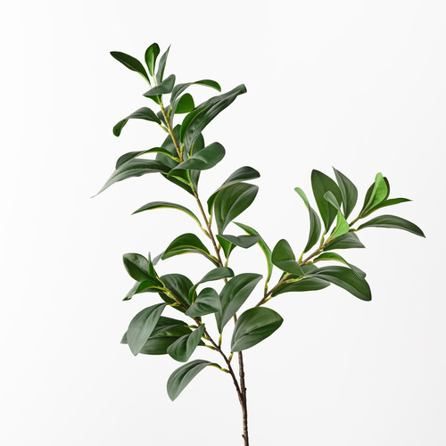 Ficus Spray Green 68cml #FI10425GR - Each (Upkgd.) TEMPORARILY UNAVAILABLE