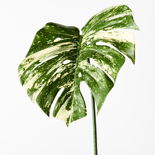 Monstera Leaf Variegated 80cml #FI7915VG - Each (Upkgd.)