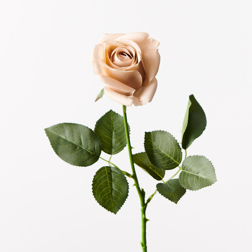 Fresh Touch Rose Yvie Latte 65cml #FI8321LA - Each