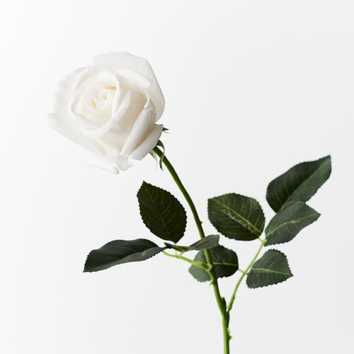 Fresh Touch Rose Yvie Winter White 65cml #FI8321WW - Each