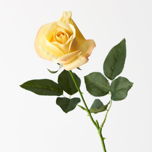 Fresh Touch Rose Yvie Yellow 65cml #FI8321YE - Each TEMPORARILY UNAVAILABLE