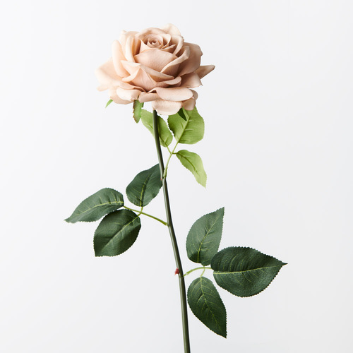 Fresh Touch Rose Hannah Latte 75cml #FI8473LA - Each