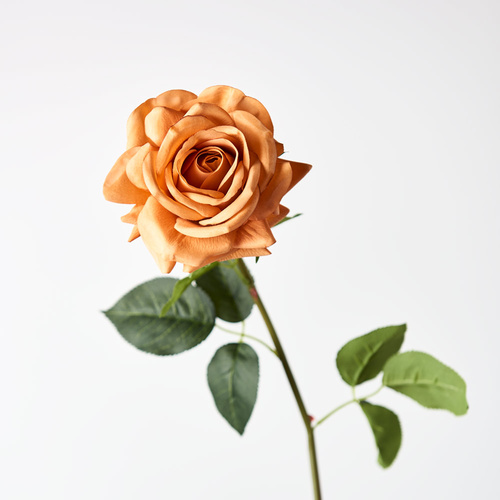 Fresh Touch Rose Hannah Toffee 75cml #FI8473TF - Each 