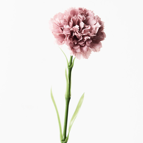 Carnation Dusty Pink 47cml #FI9166DP - Each 