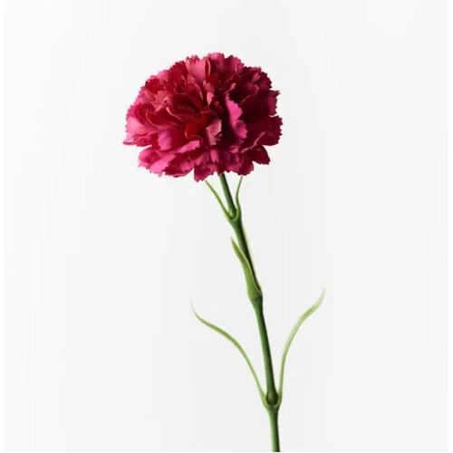 Carnation Fuschia 47cml #FI9166FU - Each