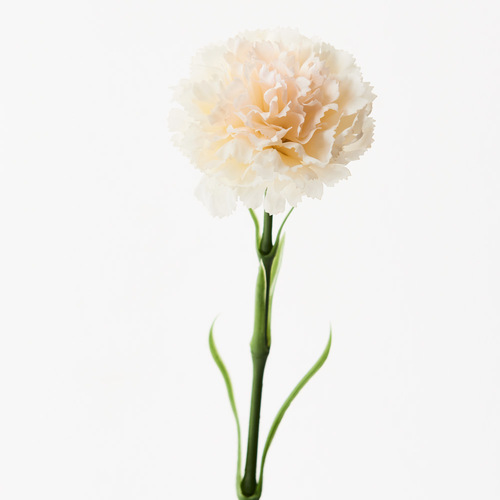 Carnation Ivory 47cml #FI9166IV - Each