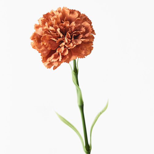 Carnation Rust 47cml #FI9166RU - Each 