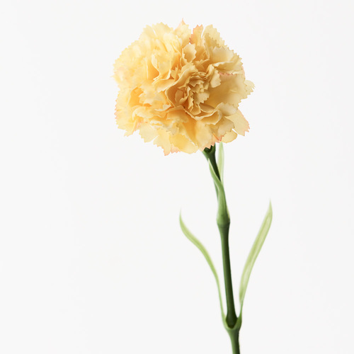 Carnation Yellow 47cml #FI9166YE - Each TEMPORARILY UNAVAILABLE