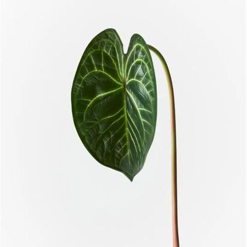 Anthurium Clarinervium Leaf 56cml #FI9214GR - Each (Upkgd.) TEMPORARILY UNAVAILABLE