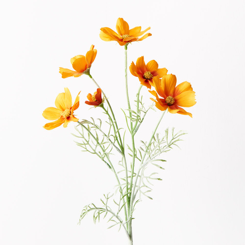 Cosmos Spray Orange 62cml #FI9432OR - Each TEMPORARILY UNAVAILABLE
