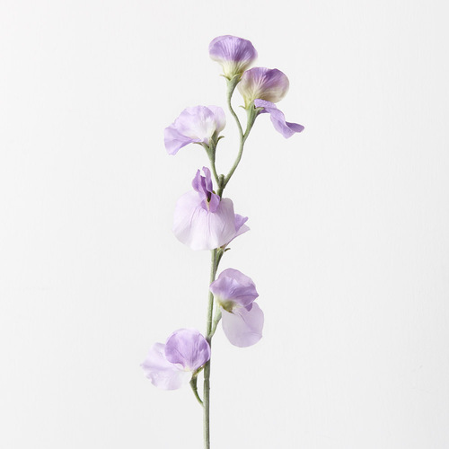 Sweet Pea Spray Lavender 64cml #FI9434LV - Each