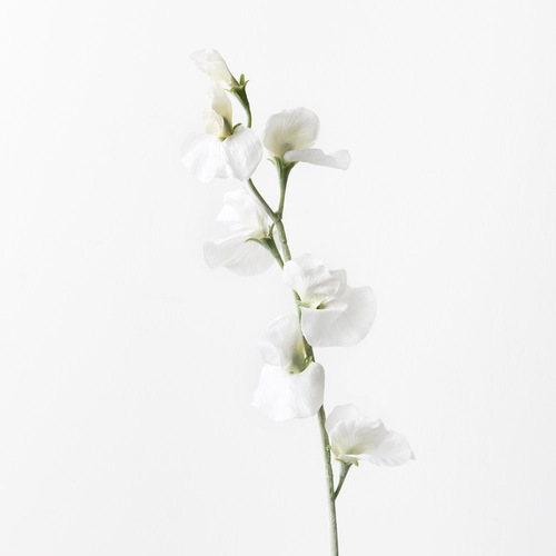 Sweet Pea Spray White 64cml #FI9434WH - Each TEMPORARILY UNAVAILABLE