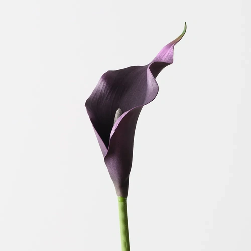 Deep Plum Calla Lily 61cml #FI9440BKPL - Each