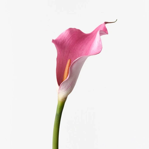 Fuchsia Calla Lily 61cml #FI9440WH - Each