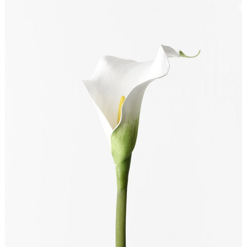 White Calla Lily 61cml #FI9440WH - Each