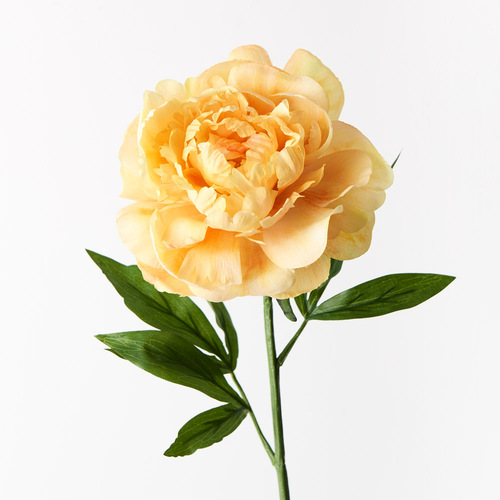 Peony Yellow 63cml #FI9478YE - Each