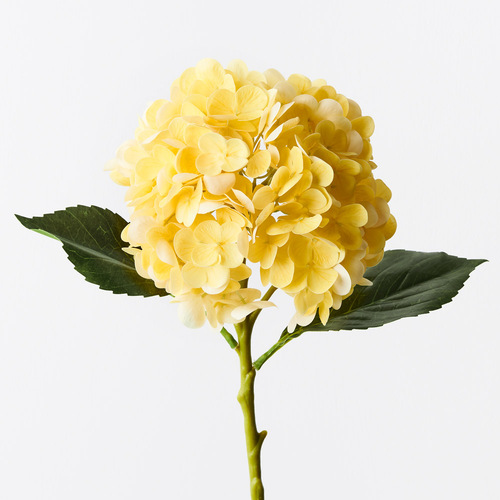 Hydrangea Yellow Fresh Touch 49cml #FI9665YE - Each