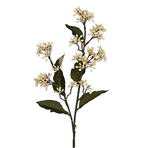 Eupatorium Stem - #FL-EUPA-STEM