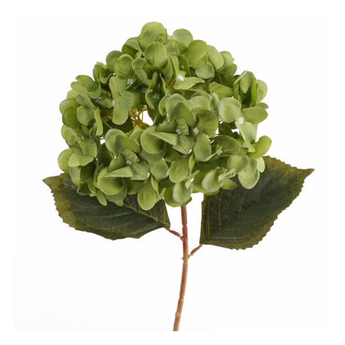 Green Hydrangea Stem - #FL-HYD-GRN-STEM