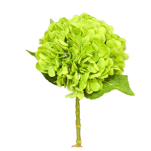 Hydrangea Green Fresh Touch 50cml #FL-HYD-LTGRN-RT - Each