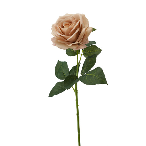 Latte Real Touch Prima Rose - #FL-PROS-LAT-RT