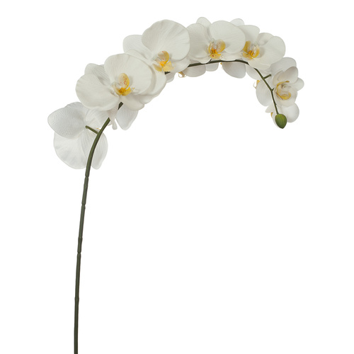 Orchid Phalaenopsis Spray White Fresh Touch 95cml #SBPHALWHI - Each (Upkgd.)