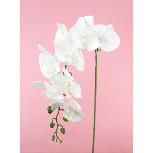 Orchid Phalaenopsis Fresh Touch White 90cml #SW1760WHTL - Each (Upkgd.)