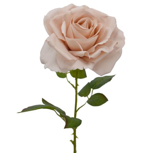 Fresh Touch Rose Bella Latte 66cml #SW5000LAT - Each (Upkgd.)