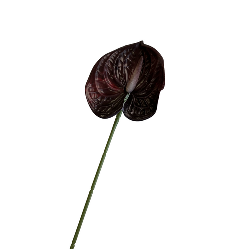 Anthurium Burgundy 60cm Stem - #SWFANTHBUR